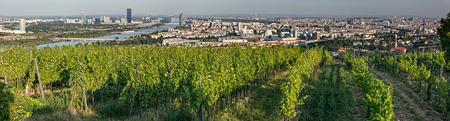 W6663_Weinberge_Panorama_Wien.jpg, 51kB