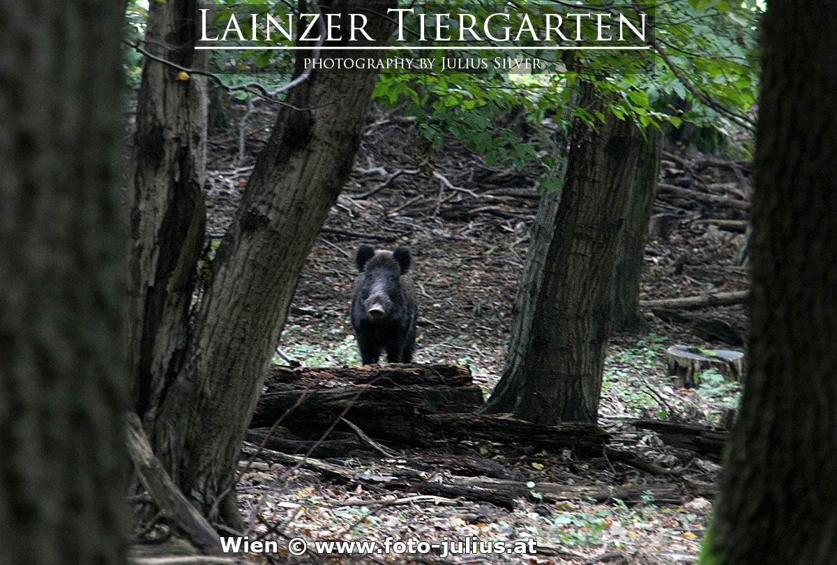 W3852a_Lainzer_Tiergarten_Wildschwein.jpg, 288kB