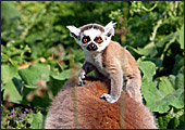 Vienna, Zoo, Lemuren, Ring Tailed Lemur, Photo Nr.: W4483