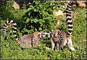 Vienna, Zoo, Lemuren, Ring Tailed Lemur, Photo Nr.: W4484