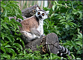 Vienna, Zoo, Lemuren, Ring Tailed Lemur, Photo Nr.: W4485