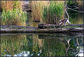 Vienna, Zoo, Lemuren, Ring Tailed Lemur, Photo Nr.: W4488