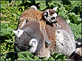 Vienna, Zoo, Lemuren, Ring Tailed Lemur, Photo Nr.: W4490