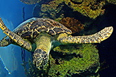 Vienna, Haus des Meeres, Sea Turtle, Meereschildkröte, Photo Nr.: W4450