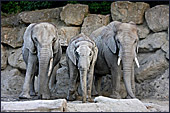 Vienna, Zoo, African Elephant, Afrikanischer Elefant, Photo Nr.: W4501
