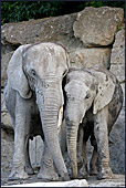 Vienna, Zoo, African Elephant, Afrikanischer Elefant, Photo Nr.: W4502