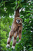 Vienna, Zoo, White - handed gibbon, Photo Nr.: W4505