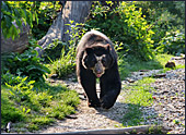 Vienna, Zoo, Spectacled Bear, Brillenbär, Photo Nr.: W4507