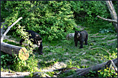 Vienna, Zoo, Spectacled Bear, Brillenbär, Photo Nr.: W4509