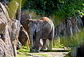 Vienna, African Elephant, Afrikanischer Elefant, Zoo, Photo Nr.: W4518