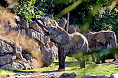 Vienna, African Elephant, Afrikanischer Elefant, Zoo, Photo Nr.: W4521
