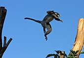 Vienna, Zoo, Lemuren, Ring Tailed Lemur, Photo Nr.: W4525