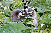Vienna, Zoo, Lemuren, Ring Tailed Lemur, Photo Nr.: W4526