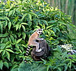Vienna, Zoo, Lemuren, Ring Tailed Lemur, Photo Nr.: W4527