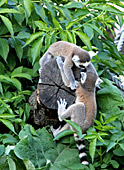 Vienna, Zoo, Lemuren, Ring Tailed Lemur, Photo Nr.: W4531