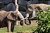Vienna, Zoo, African Elephant, Afrikanischer Elefant, Photo Nr.: W4532
