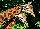 Vienna, Zoo, Giraffe, Photo Nr.: W4533
