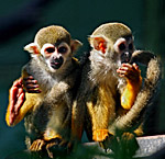 Vienna, Zoo, Squirrel Monkey, Totenkopfaffe, Photo Nr.: W4534