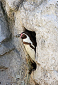Vienna, Zoo, Peruvian Penguin, Humboldt Pinguin, Photo Nr.: W4539