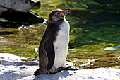Vienna, Zoo, Peruvian Penguin, Humboldt Pinguin, Photo Nr.: W4541