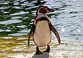 Vienna, Zoo, Peruvian Penguin, Humboldt Pinguin, Photo Nr.: W4542