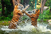 W4644_Wien_Zoo_Sibirischer_Tiger.jpg, 25kB