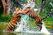 Vienna, Zoo, Sibirischer Tiger, Photo Nr.: W4646