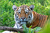Vienna, Zoo, Sibirischer Tiger, Photo Nr.: W4650