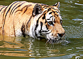 Vienna, Zoo, Sibirischer Tiger, Photo Nr.: W4651