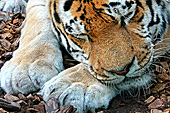Vienna, Zoo, Sibirischer Tiger, Photo Nr.: W4652