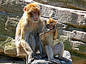 Vienna, Zoo, Photo Nr.: W4659