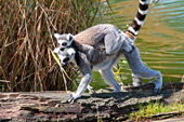 Vienna, Zoo, Lemuren, Ring Tailed Lemur, Photo Nr.: W4660 