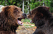 Yellowstone National Park, Brown Bears, Photo Nr.: y013