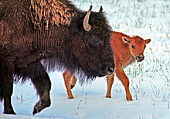 Yellowstone National Park, Bisons, Photo Nr.: y014