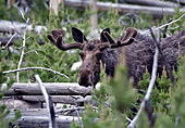Yellowstone National Park, Moose, Photo Nr.: y015