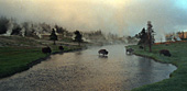 Yellowstone National Park, Bisons, Photo Nr.: y102