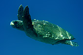 zak187_Caretta_Loggerhead_Sea_Turtle.jpg, 9,3kB